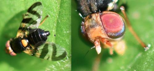 Rhagoletis cerasi